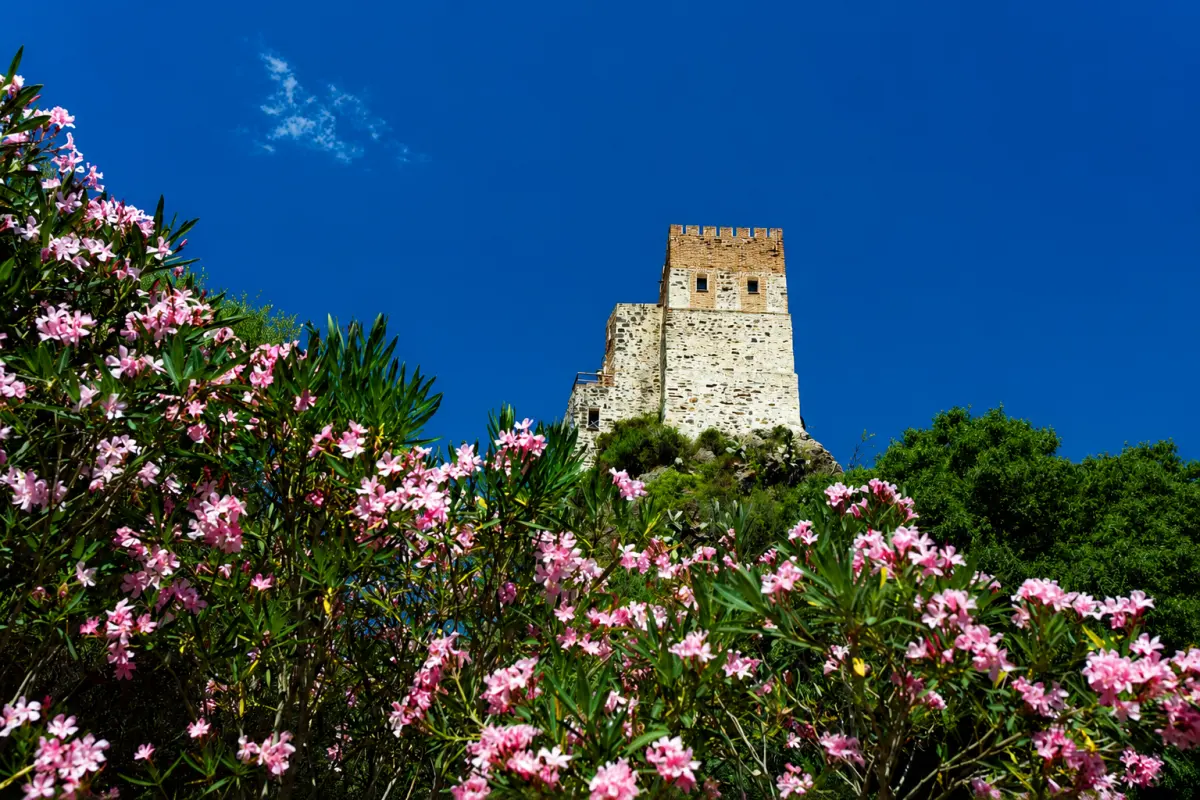 Oleandri in fiore davanti alla torre del Castello Malicas
